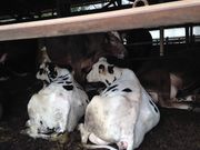 lilieeeng̏mqJh[̓eʐ^1