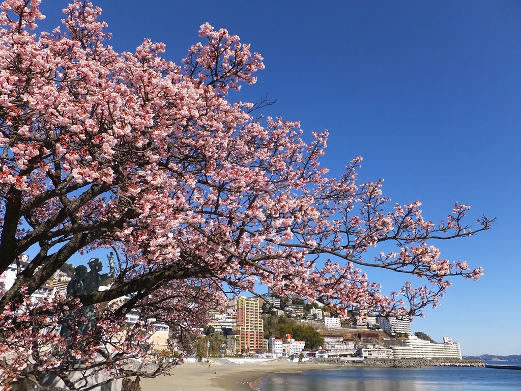 あたみ桜 【静岡県】