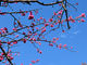 仏像さんの八重岳の桜並木の投稿写真3