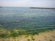 たーくんさんの二色の浜潮干狩り場の投稿写真5