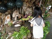 Ƃ񂳂̃p̖؂̓eʐ^1