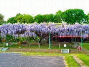 ̂̐MZjՌ̓̉Ԃ̓eʐ^1