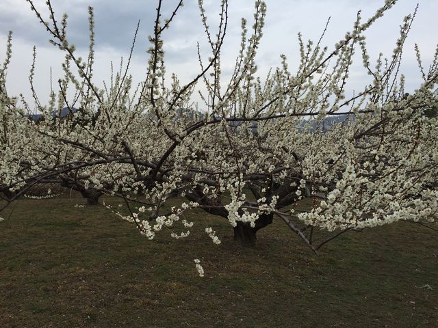 ���܂Ō����Ȃ��قǂ̔~�̖�_�H�Ԕ~��