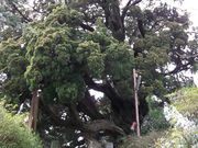 sJ񂳂̏莛̃rNV̓eʐ^1