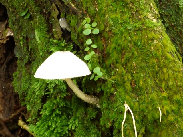 �t���R���n�т̐A��