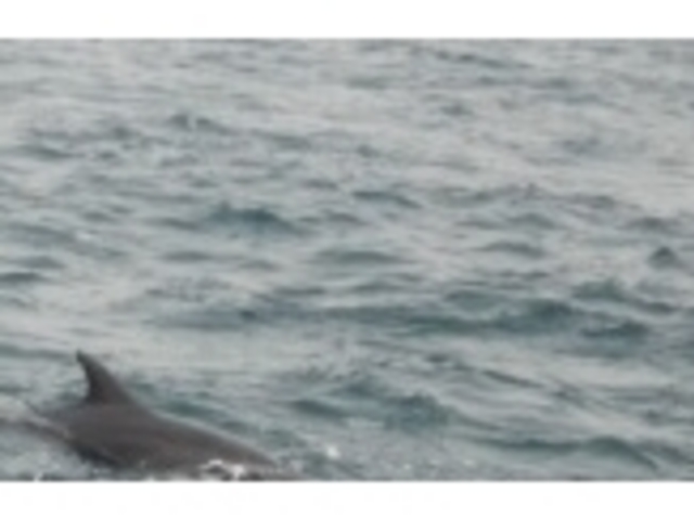 �V���ό��C���J�E�H�b�`���O �h���t�B���N���[�Y