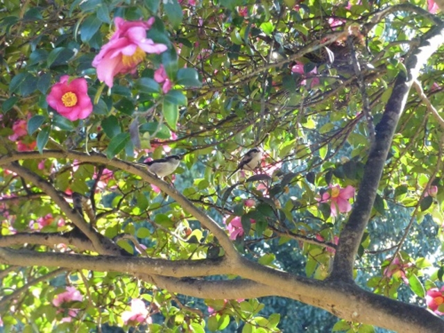 ���c����{�՗��j����