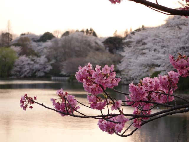 �[���̍�_�O�c�r�����̍�