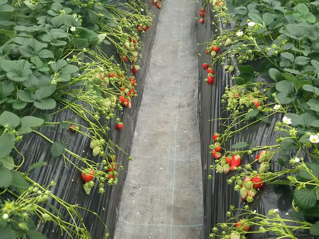 ȕĩC`Sy߂܂_̉wƂ݂fy