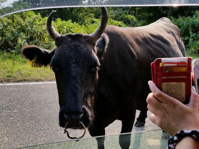 �B�򍑉�C��