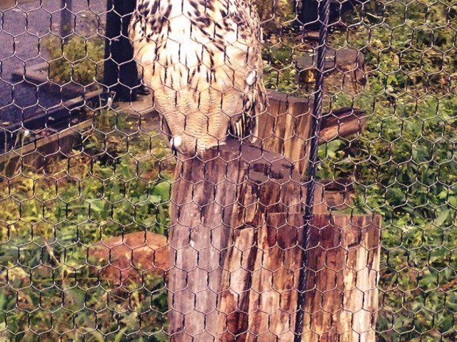 �ӂ��낤_���R������