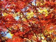 ����������̖̏����̓��e�ʐ^1