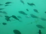 с݂̂ȂƃIAVXg̉whĂ܂̓eʐ^1