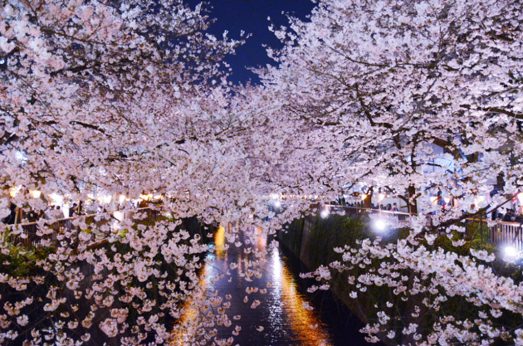 桜 綺麗 画像