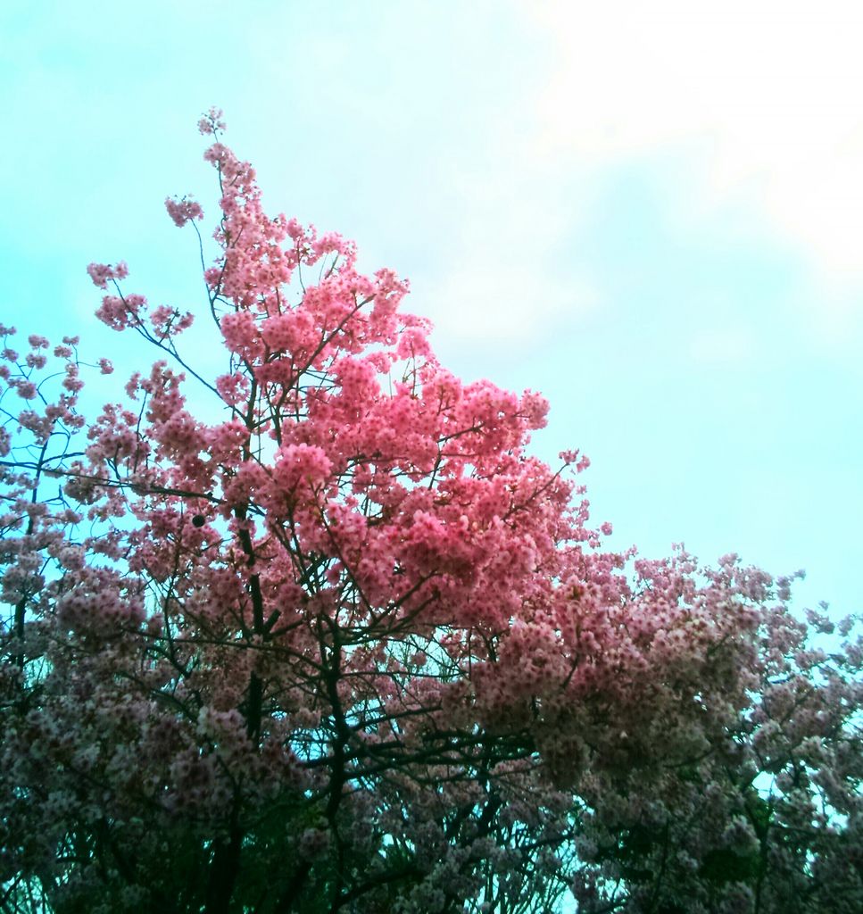 上野恩賜公園の桜 アクセス 営業時間 料金情報 じゃらんnet