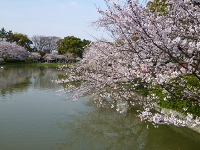 �r�̂قƂ�̍�_�������