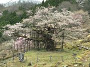 �̂񂫂ȋT����̒M���̑���̓��e�ʐ^1