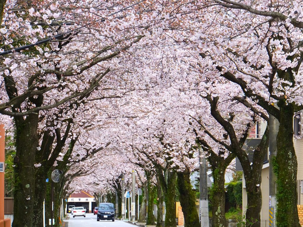 西海子小路の桜