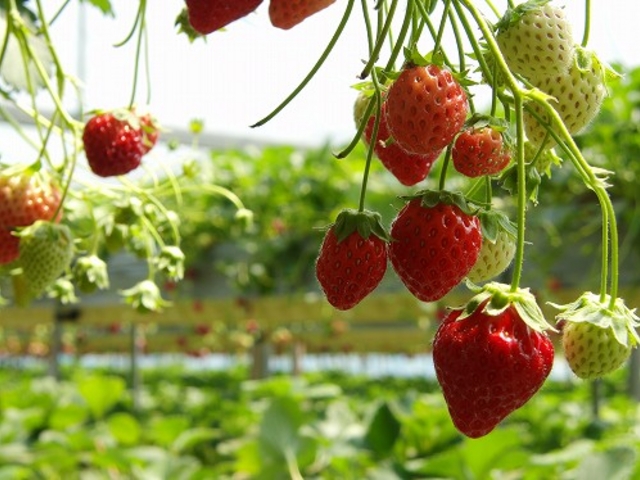 ���k�͔|�Œn�ʂɒn��ɂ�������n���Ă��܂����B�傫���ĊÂ����������C�`�S�ł����B_�@���΂Ԃǂ����