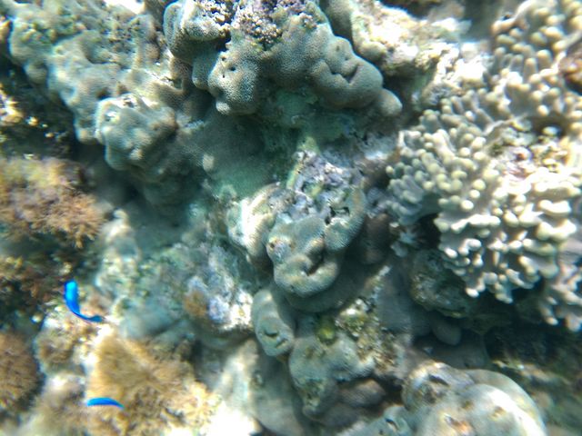 �g�тŎB�����̂ŏ�肭�B��܂���ł����B_�C��كV�[�u���[��