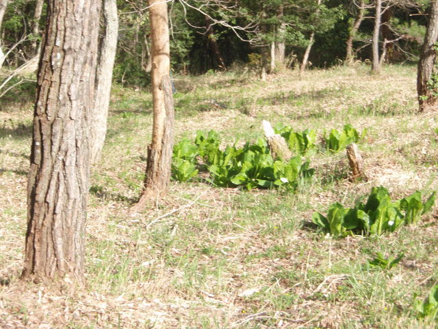 ǂ񂳂̉ۍ̃~YoVE̓eʐ^3