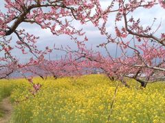 キクさんの一宮町の桃の花への投稿写真1