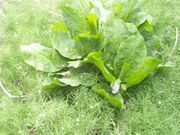 ǂ񂳂̉ۍ̃~YoVE̓eʐ^4