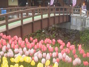 ǂ񂳂̃n`k򓒎̋̓eʐ^1