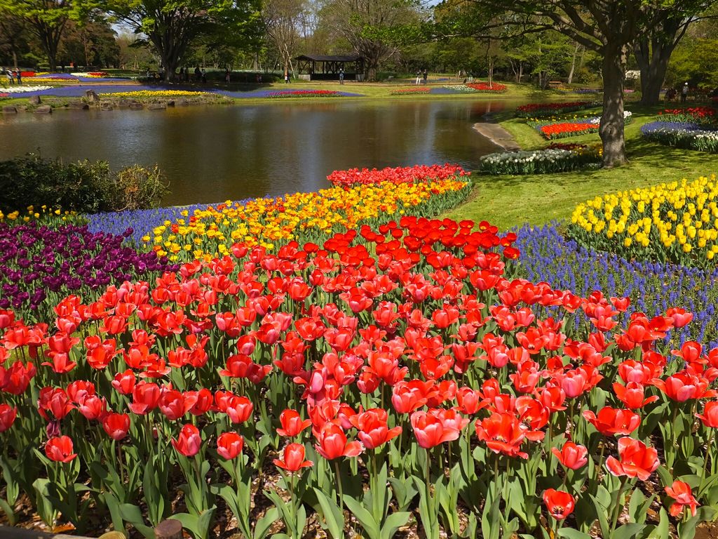 国営昭和記念公園