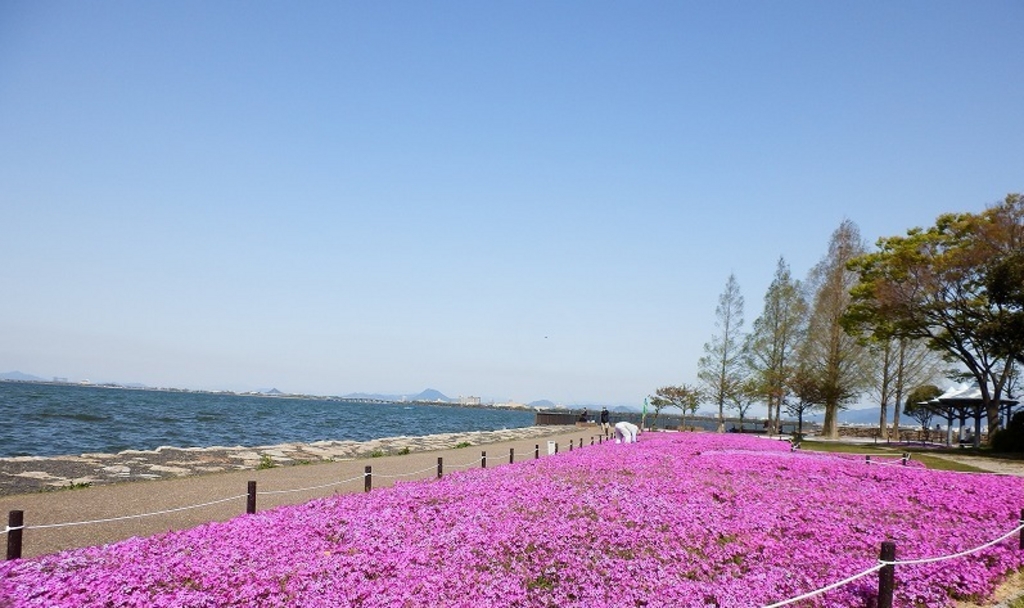 全国 芝桜の名所26選 一面ピンクの花の絨毯が絶景すぎる 2 じゃらんnet