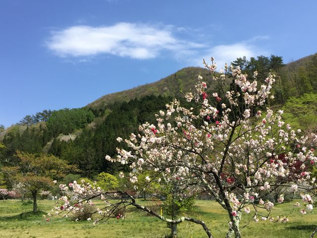 ����Y��_�����̗�