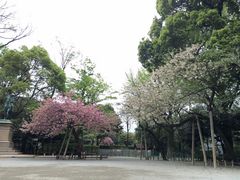 有栖川宮記念公園の桜 アクセス 営業時間 料金情報 じゃらんnet