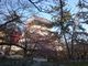 スヌ夫さんの小倉城の桜への投稿写真4