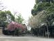 みーちゃんさんの有栖川宮記念公園の桜の投稿写真1