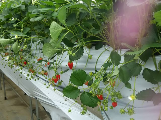 �܂��܂��Â�_�����x���[