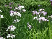 Ƃ̂P̌ỹniVEu̓eʐ^1