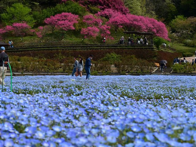 2016.4.16 9:30AM_花フェスタ記念公園