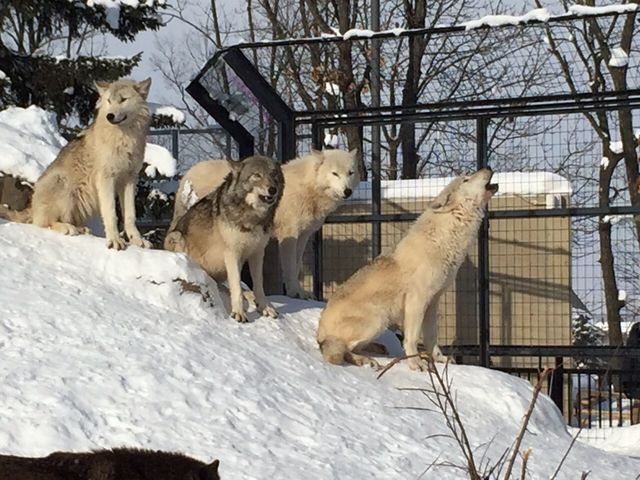 �I�I�J�~�̉��i���B���͂Ɋ����I_���R������