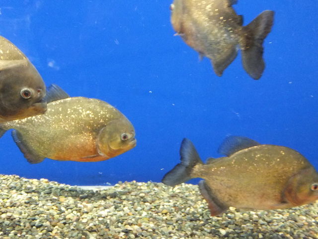 �s���j�A_�T�P�̂ӂ邳�Ɛ�ΐ�����