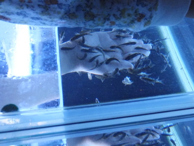 �h�N�^�[�t�B�b�V��
�摜���������ł��ˁA���݂܂���B_�T�P�̂ӂ邳�Ɛ�ΐ�����