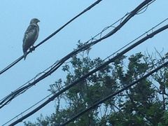 �g�N����񂳂�̔��d�R�ό��t�F���[�ւ̓��e�ʐ^2