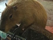 Ȃ؂̂Ђ炩p[N̓eʐ^2