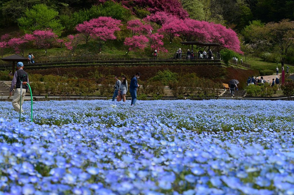 花フェスタ記念公園
