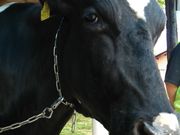 ͂ȂЂȂ̑Rt@~[q̓eʐ^1