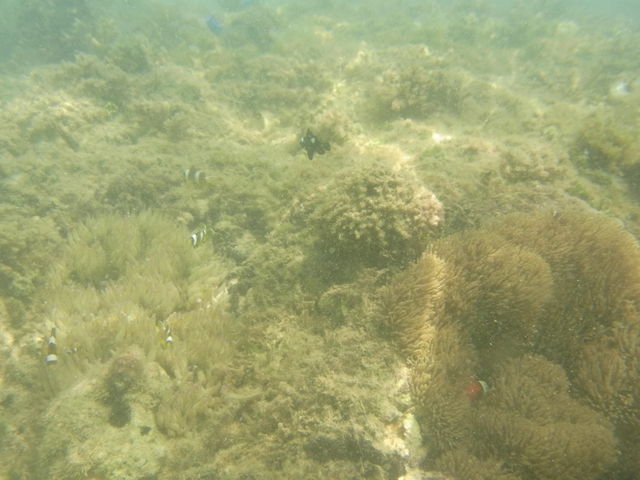 �t�T�L�r�[�`