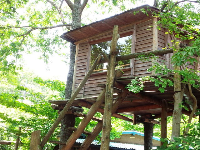 ����̖؂̏�̊�n�H�����e�i���X���Ŏc�O�Ȃ���オ��܂���ł����B_�t�@�[�}�[�Y�q��(�������ނ�)