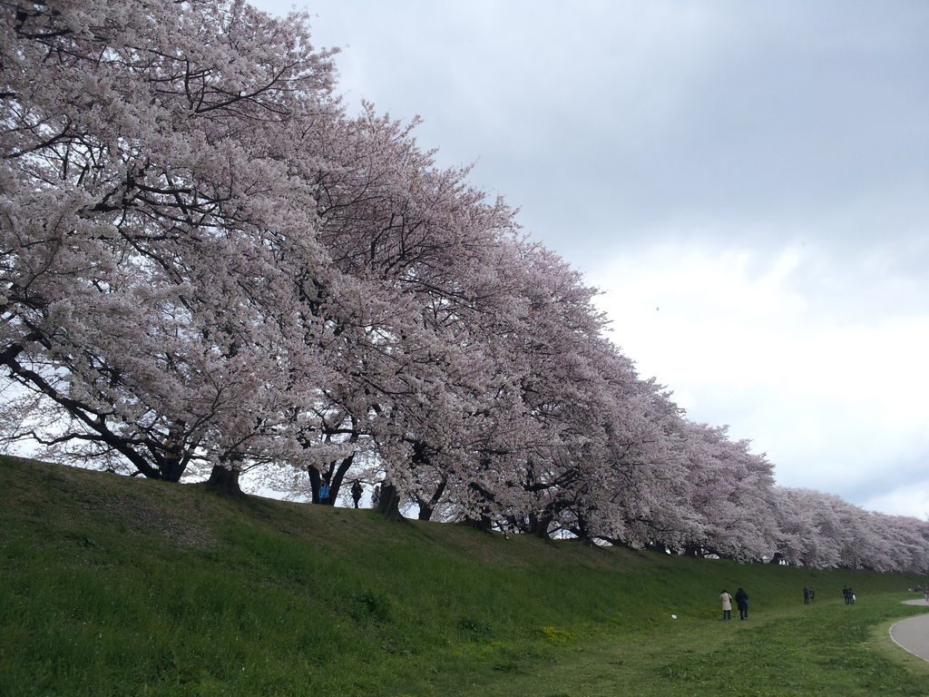 18 関西のお花見 桜名所おすすめ30選 きれいな桜を見に行こう じゃらんニュース