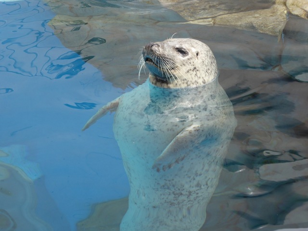 秋田の水族館ランキングtop2 じゃらんnet