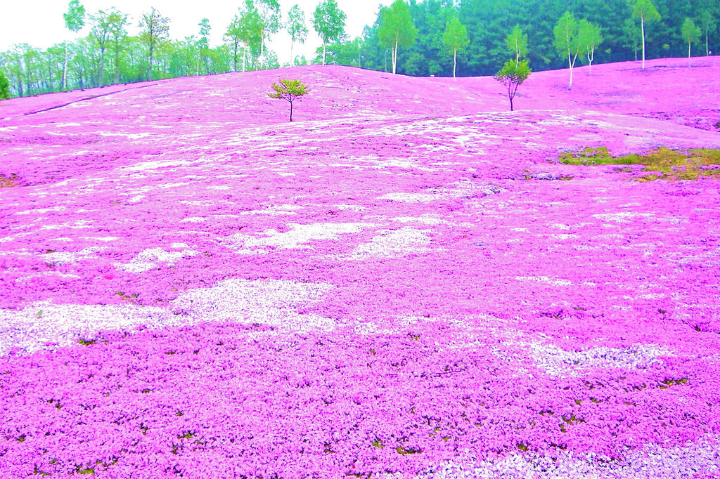 全国 芝桜の名所26選 一面ピンクの花の絨毯が絶景すぎる じゃらんニュース