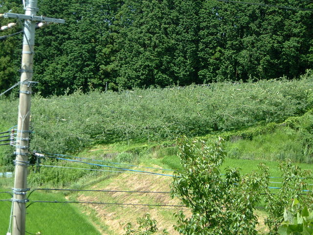 ����������_���؎R�ό���񂲉�